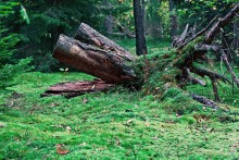 Morning in a Pine Forest / ***