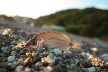 small fish / ***