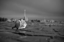 Wind rose / ***