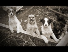 family / ***