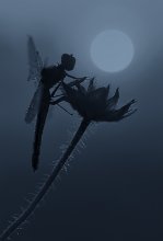 Night Elf / -----