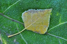 ersten Frost / ***