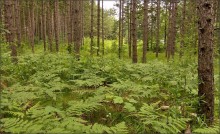 Ganaraska Forest ..3 / ***
