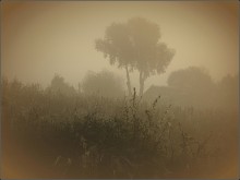 Foggy morning / ***