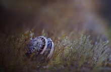 "Lost World" / ***