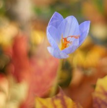 Herbstfarben / ----------