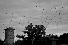 Ravens are circling / ***