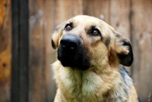 Buy a dog. This is the only way to buy love with money. / ***
