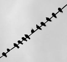Diagonal birds / ***