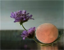 Scabious ... / ***