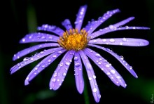 More than just flowers / .....