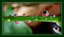 Drops und kapelyushechki / ***