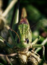 locust / .....