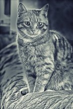 Kote / .....