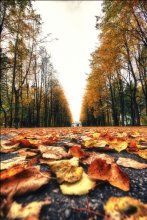 Autumn / .....