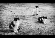 Stranger / ***