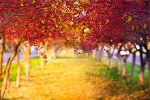 Herbststimmung / ***