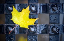 Yellow leaves, autumn / ***