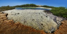 Mangroves / ***