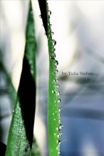 close-up) / ***