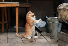 But how can I raise it?? / ......................