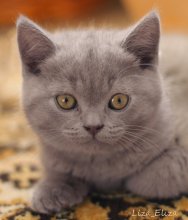 kitten / ***