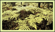 fern / *****