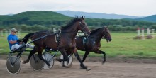races / ***