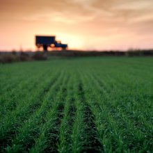 Future Harvest / The field with future harvest