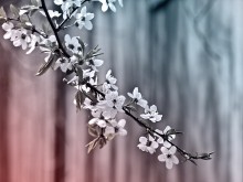 Spring / ----------