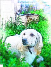 Metis lapdogs / ***