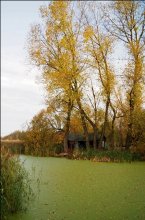 Pond / ,,,,,,,,,,,,,,,,,