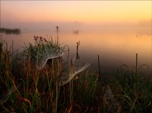 pautinnovy dawn / ***
