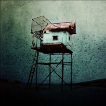 Catcher of birds / ***