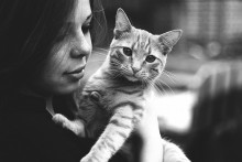 Untitled / Red cat