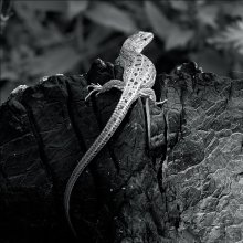 Lacerta / ***