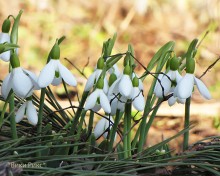 Snowdrops / ..........