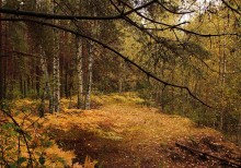 Autumn ryzheyu fox ... / **************
