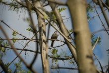 birdie / -----