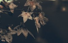 Altweibersommer / ***