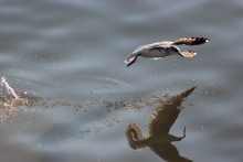 Reflection / *******
