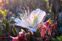 flower capers / ***