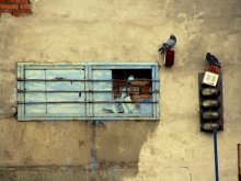 Urban Birds / ***