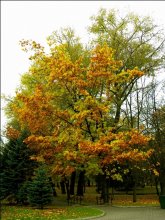 Park im Zentrum von Minsk / ***
