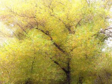 Bäume im Herbst / ..............