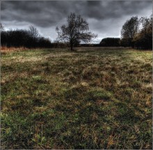 overgrown in the park ... / ***