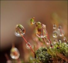Neuspevshie im Sommer ... / ***
