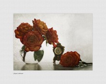 when wilt roses .... / ...........