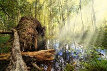 In forest / *******