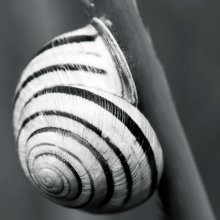 Riesen-Schnecke / Cepaea vindobonensis